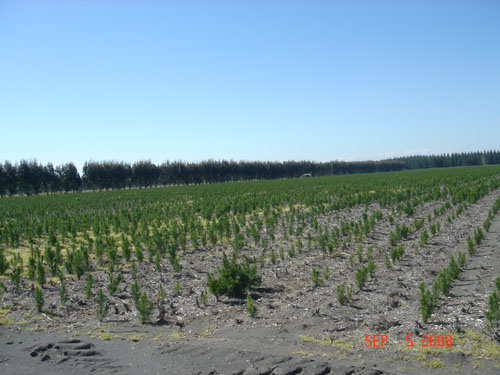 carlos douglas nursery