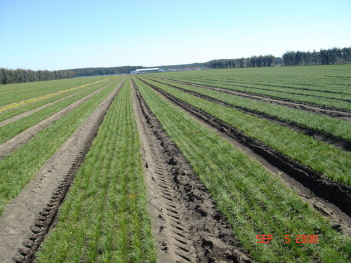 carlos douglas nursery2