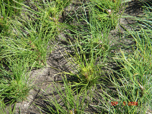 carlos douglas nursery3