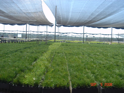 carlos douglas nursery4