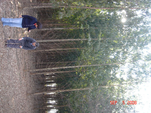 cecilia and jean-pierre in euclypt plantation