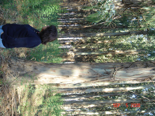 cecilia in euclypt plantation