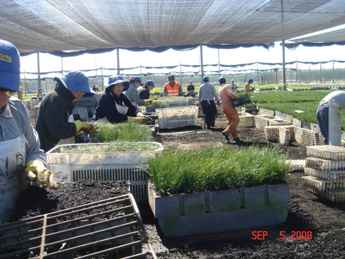 container packers at carlos douglas nursery