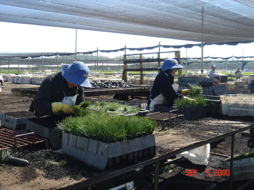 container packers at carlos douglas nursery2
