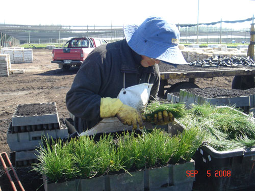 container packers at carlos douglas nursery3