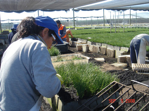 container packers at carlos douglas nursery4