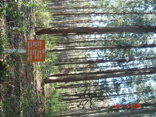 euclypt plantation experiment