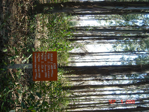 euclypt plantation experiment2