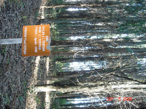 euclypt plantation experiment3