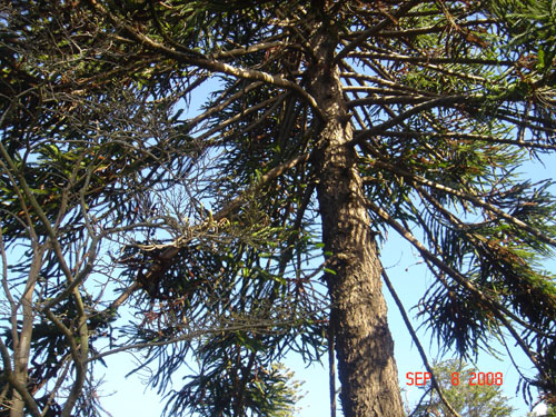 isabel couisno park-lota6