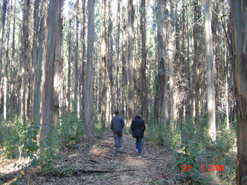 jean-pierre and vicki walking in euclypt platnation