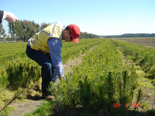 patricio2 at carlos douglas nursery