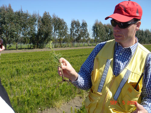 patricio3 at carlos douglas nursery