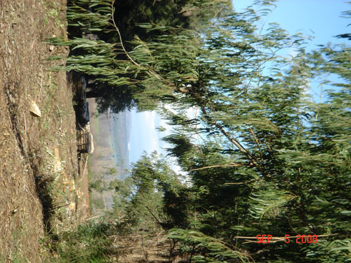 view from plantation