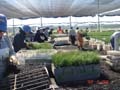 container packers at carlos douglas nursery